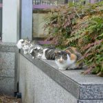 猫の集会はなぜ開かれるのか？その目的は？