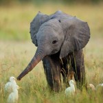 うわ、かわいい！キュートな動物画像集めました♪